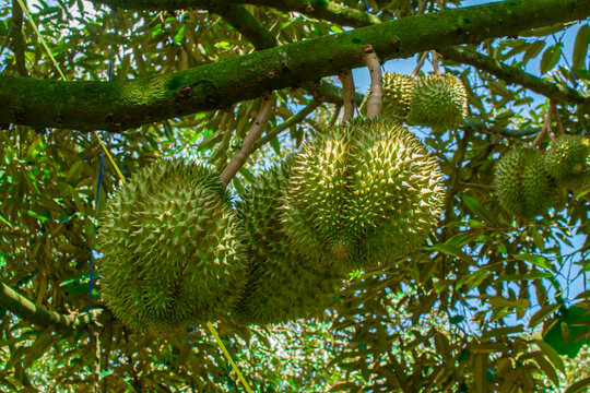durian fruit on tree