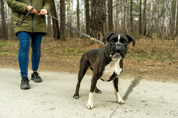 fighting dog boxer on a leash walking in the woods