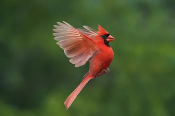 Fotobehang Northern Cardinal perching on branch or flying up to bird feeder for a bite of sunflower seeds © Janet