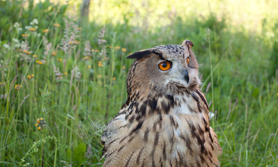 adult female eagle owl (Bubo bubo) closeup that sits in the grass