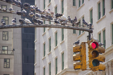 New York city scene