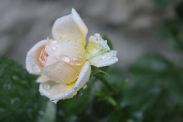 Róża po deszczu 