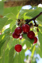 Czereśnie po deszczu 