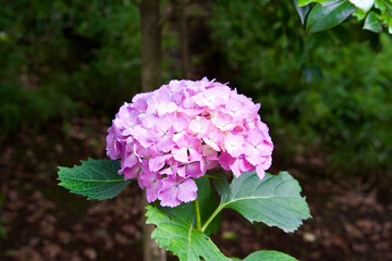 Pink hydrangea flower in the park.