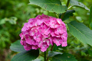 Close up the hydrangea flower in Tokyo.