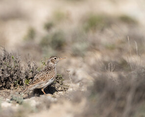 Duponts Leeuwerik, Dupont's Lark, Chersophilus duponti duponti