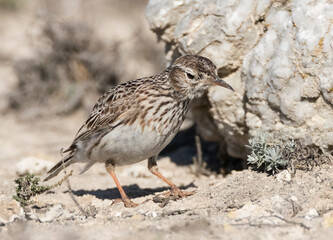 Duponts Leeuwerik, Dupont's Lark, Chersophilus duponti duponti
