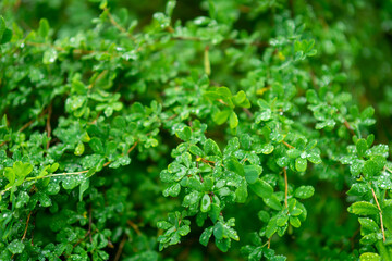 Green beautiful foliage or bush in the forest. 