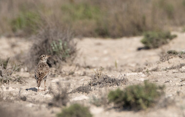 Duponts Leeuwerik, Dupont's Lark, Chersophilus duponti duponti