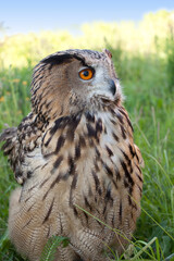 adult female eagle owl (Bubo bubo) closeup that sits in the grass