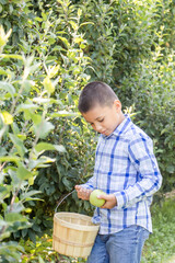 Boy picking apples 