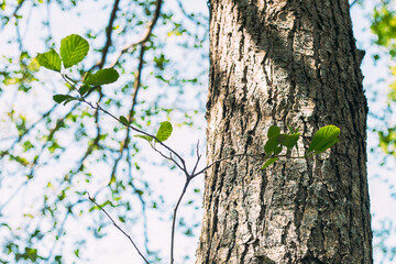 A young tree against the background of a massive trunk. Tree trunk. Leaves of a young tree.