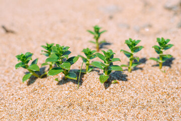 Greenery on the beach. The plant grew out of the sand.