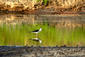 Italy Tuscany Maremma Grosseto, Castiglione della Pescaia, Diacia Botrona Nature Reserve, Birdwatching Birds of Swamp Himantopus Himantopus Knight of Italy Tringa Totanus Pettegola and Heroni