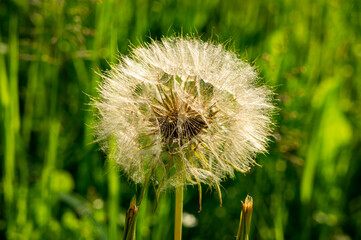 Beautiful fluffy dandelion flower close up
