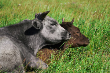 two cows in the pasture lying resting huddled together