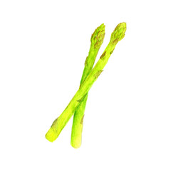 Clip art of asparagus in watercolor.