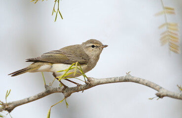 Fototapeta premium Balkanbergfluiter, Eastern Bonelli's Warbler, Phylloscopus orientalis