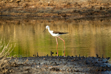 Italy Tuscany Maremma Grosseto, Castiglione della Pescaia, Diacia Botrona Nature Reserve, Birdwatching Birds of Swamp Himantopus Himantopus Knight of Italy Tringa Totanus Pettegola and Heroni