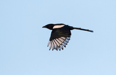 Ekster, Eurasian Magpie, Pica pica