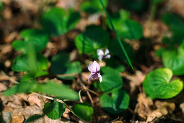 Violet Reichenbach, or Forest violet - a species of perennial herbaceous plants of the genus Violet of the Violet family