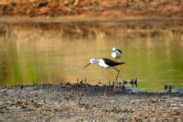 Italy Tuscany Maremma Grosseto, Castiglione della Pescaia, Diacia Botrona Nature Reserve, Birdwatching Birds of Swamp Himantopus Himantopus Knight of Italy Tringa Totanus Pettegola and Heroni