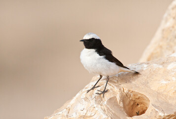 Oostelijke Rouwtapuit, Eastern Mourning Wheatear, Oenanthe lugens
