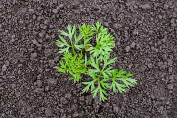 Carrot sprout. Single young carrot plant. Carrots growing in a home garden. 