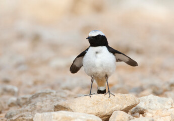 Oostelijke Rouwtapuit, Eastern Mourning Wheatear, Oenanthe lugens