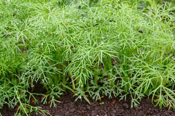 A bed of green dill. Growing environmentally friendly greenery. Young greens for salad