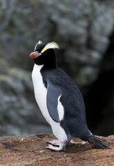 Naklejka premium Erect-crested Penguin, Eudyptes sclateri