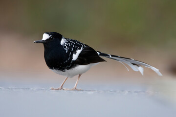 Gevlekte Vorkstaart, Spotted Forktail, Enicurus maculatus