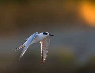 Forsters Stern, Forster's Tern, Sterna forsteri