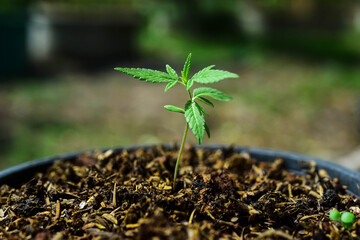 Growing a cannabis plant in a pot is growing beautifully.