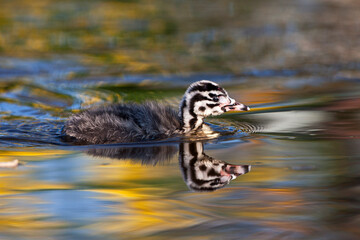 Fuut, Great Crested Grebe, Podiceps cristatus
