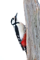 Foto auf Leinwand Grote Bonte Specht, Great Spotted Woodpecker, Dendrocopos major © AGAMI