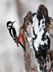 Foto auf Leinwand Grote Bonte Specht, Great Spotted Woodpecker, Dendrocopos major © AGAMI