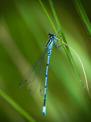 Common Blue Damselfly, Enallagma cyathigerum, on stem in front of blurry natural pond background.