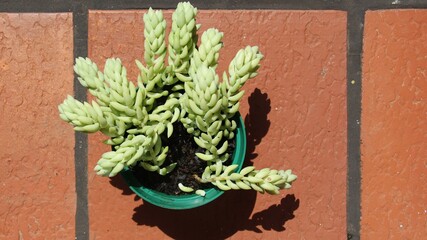 Succulent plant in a pot