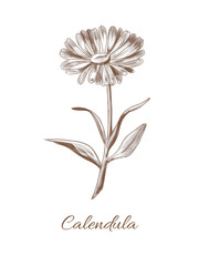 Medicinal Plant Calendula. Hand drawn illustration of Flower in Vintage style. Botanical sketch of Herb