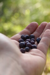 a handful of blueberries in a man's hand on a green background