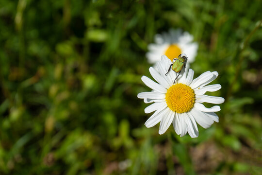 A green bug on a daisy flower