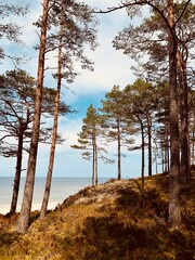 pine forest on the coast of the baltic sea