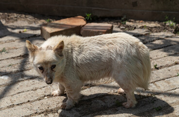A white dog is walking in the yard. A pet is taking a sunbath.