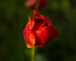 Fototapeta premium A flower bed with red tulips. Flowering of cultivated plants.