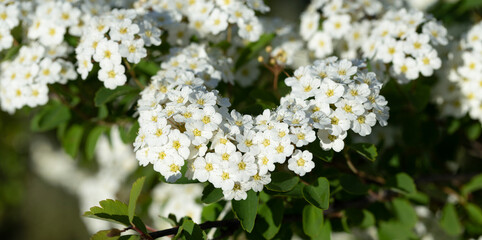 Spiraea  vanhouttei–Van Houtte's spiraea. The ornamental shrub blooms with white flowers.