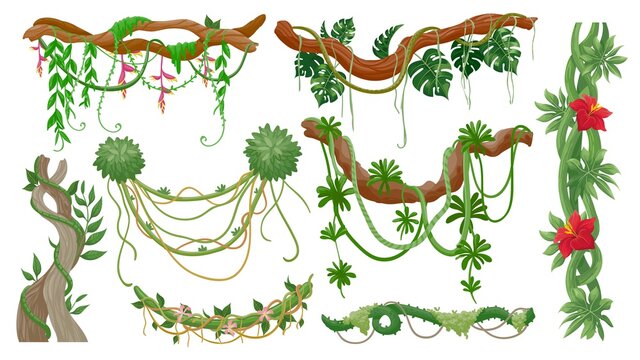 Jungle vines. Tropical tree branches with hanging liana ropes, green moss, exotic plant leaves and flower. Rainforest flora, vine vector set