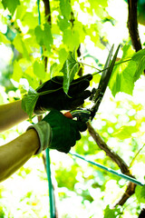Gardener man's hands in gloves pruning grapes