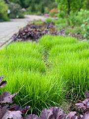 bushes of green grass in the garden