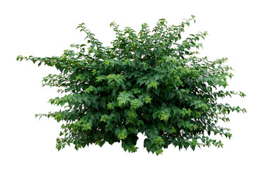 Tropical plant flower bush tree isolated on white background with clipping path